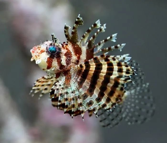 Fuzzy Dwarf Lionfish Quarantined Fish - Vintage Arts - High Quality Ultra HD Collection