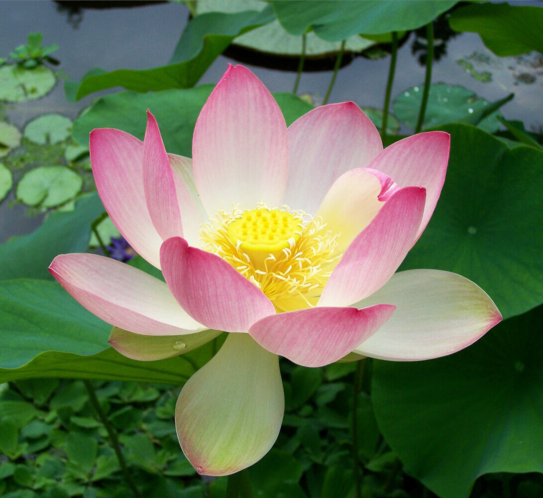 Live Oak's Buddhist Sangha