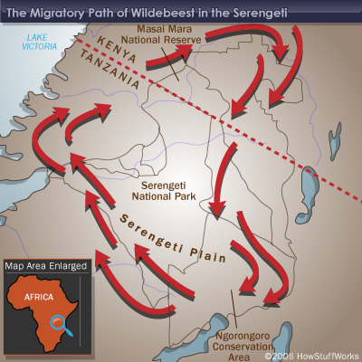 wildebeest-migration