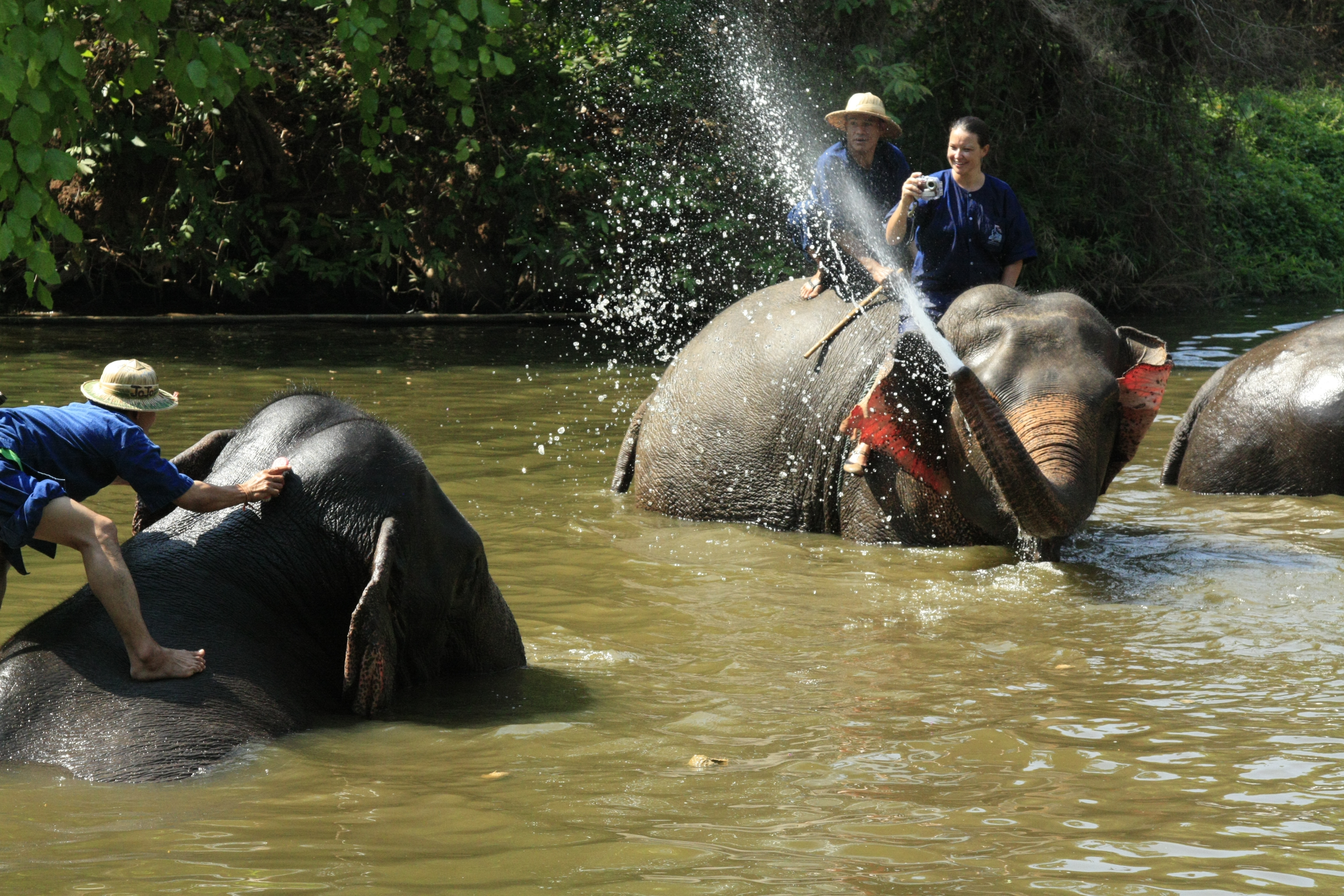 the daily fun of bathing