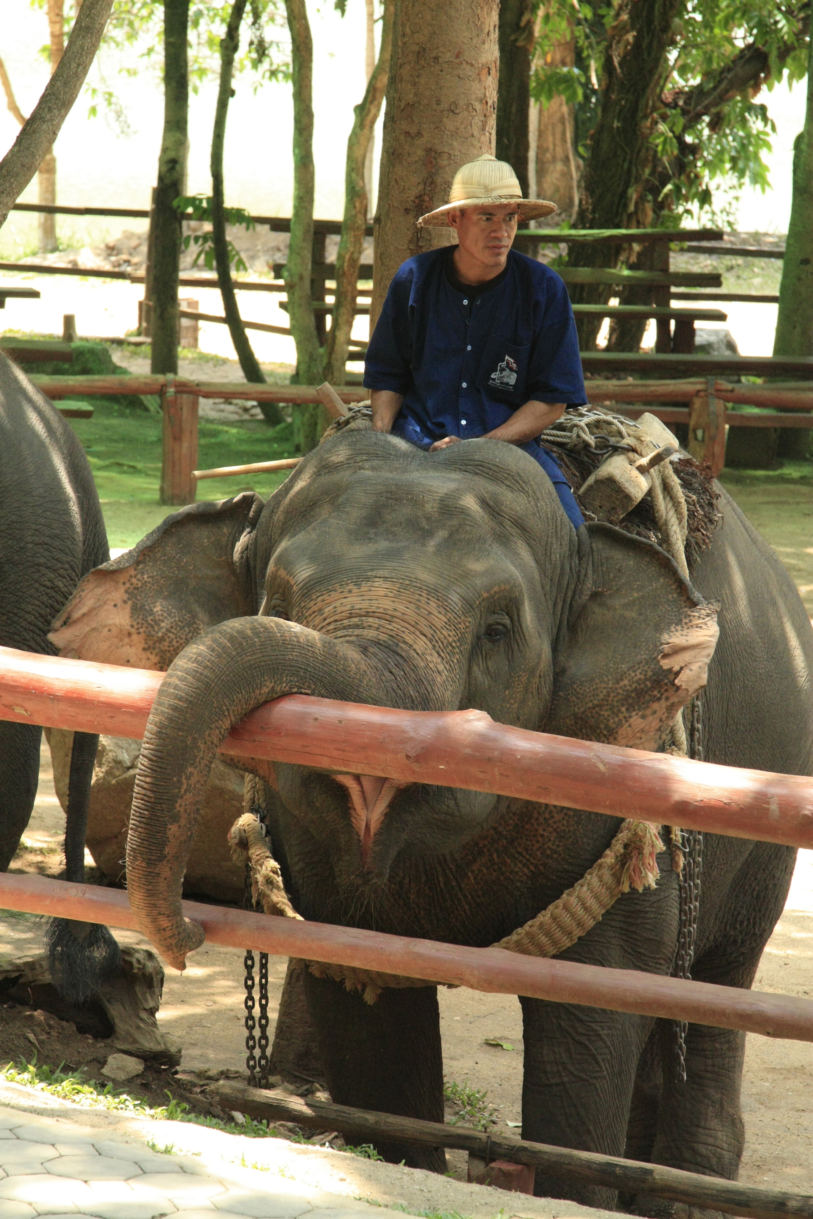 imploring the crowd to give some sugar cane or bananas