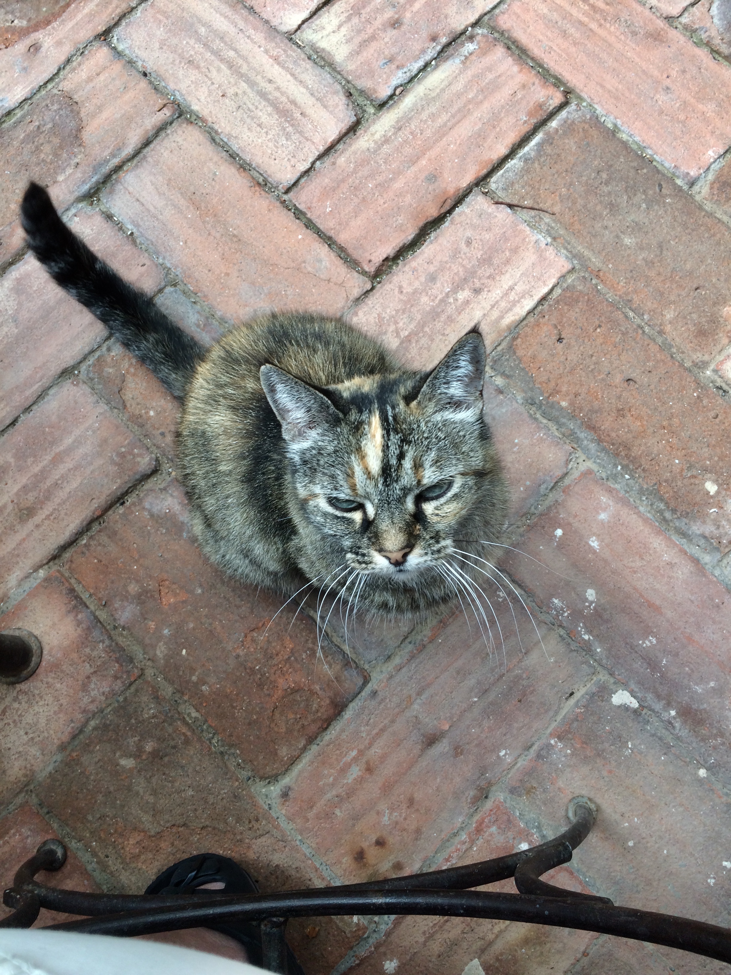 Huskatten ved frukostbordet