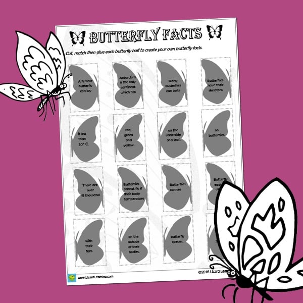 Butterfly Facts Match - Worksheet