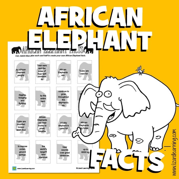 African Elephant Matching Facts - Cut n Paste Worksheet
