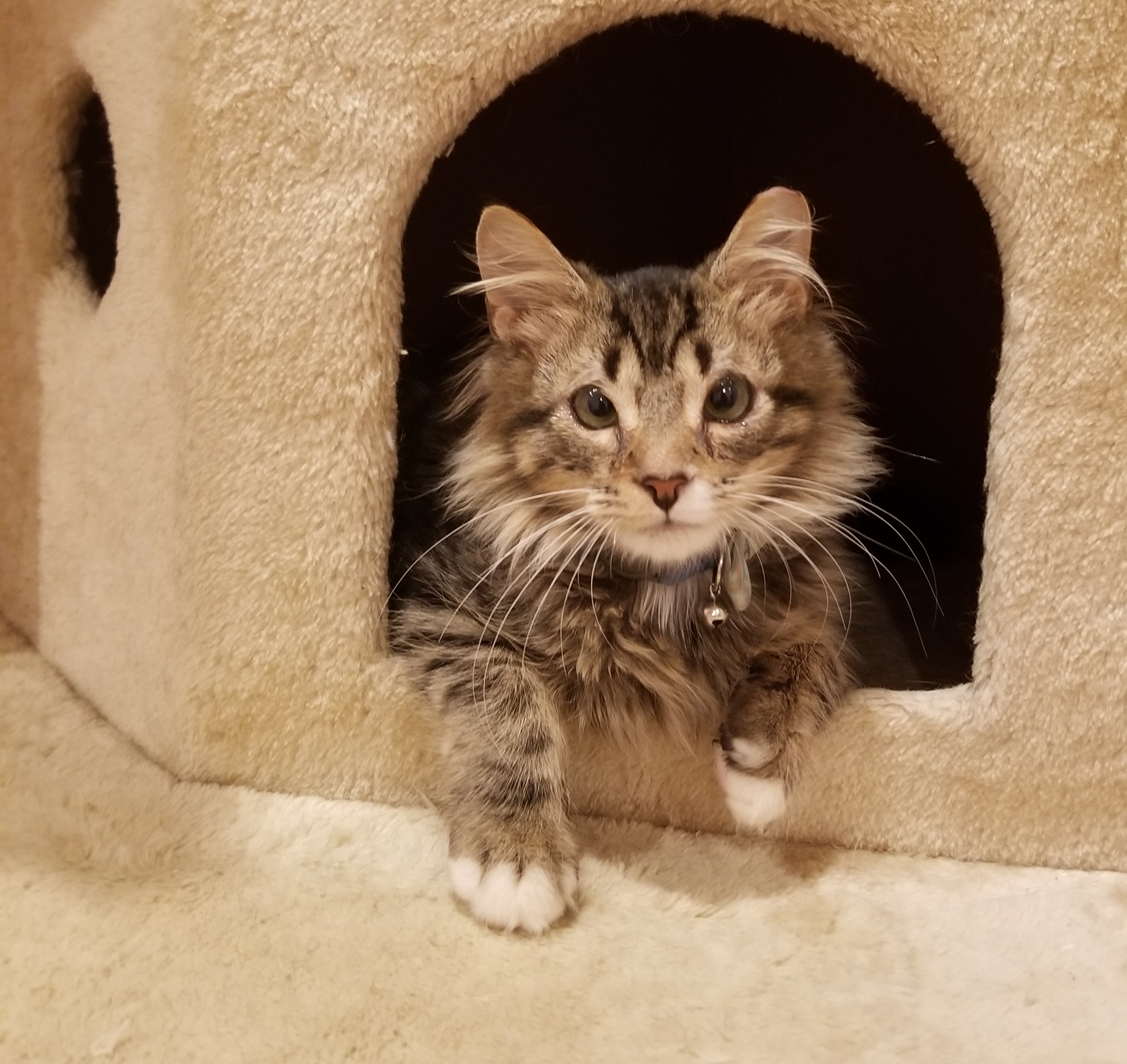 Maine coon kitten in cat tree with feline eyelid agenesis
