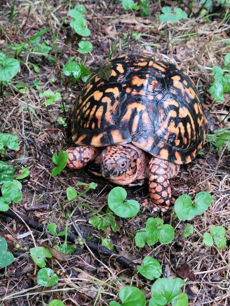 A box turtle with a dark shell marked by bright orange and yellow patterns moves through damp ground cover.