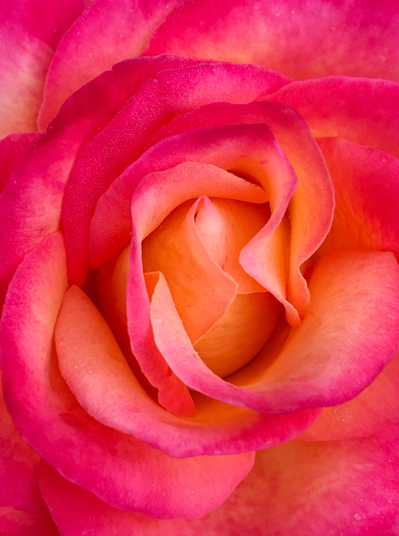 Rose Red 3719
