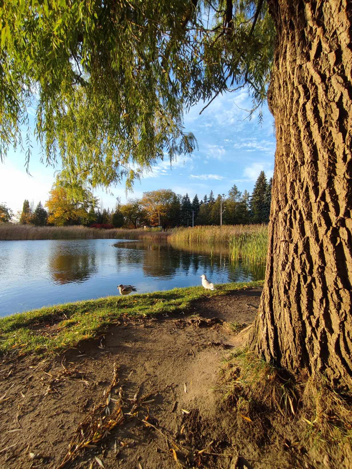 Photo du parc Jarry pris en septembre à Montréal. 2022