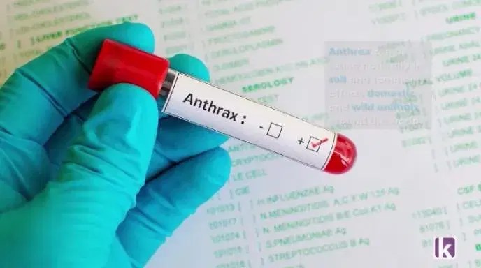 Anthrax Outbreak In Livestock