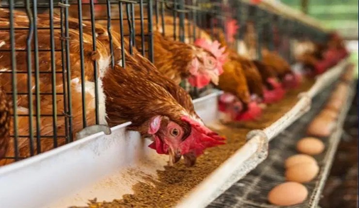 &Quot;Nigerian Poultry Farmers Unsold Chicken Stocks&Quot;