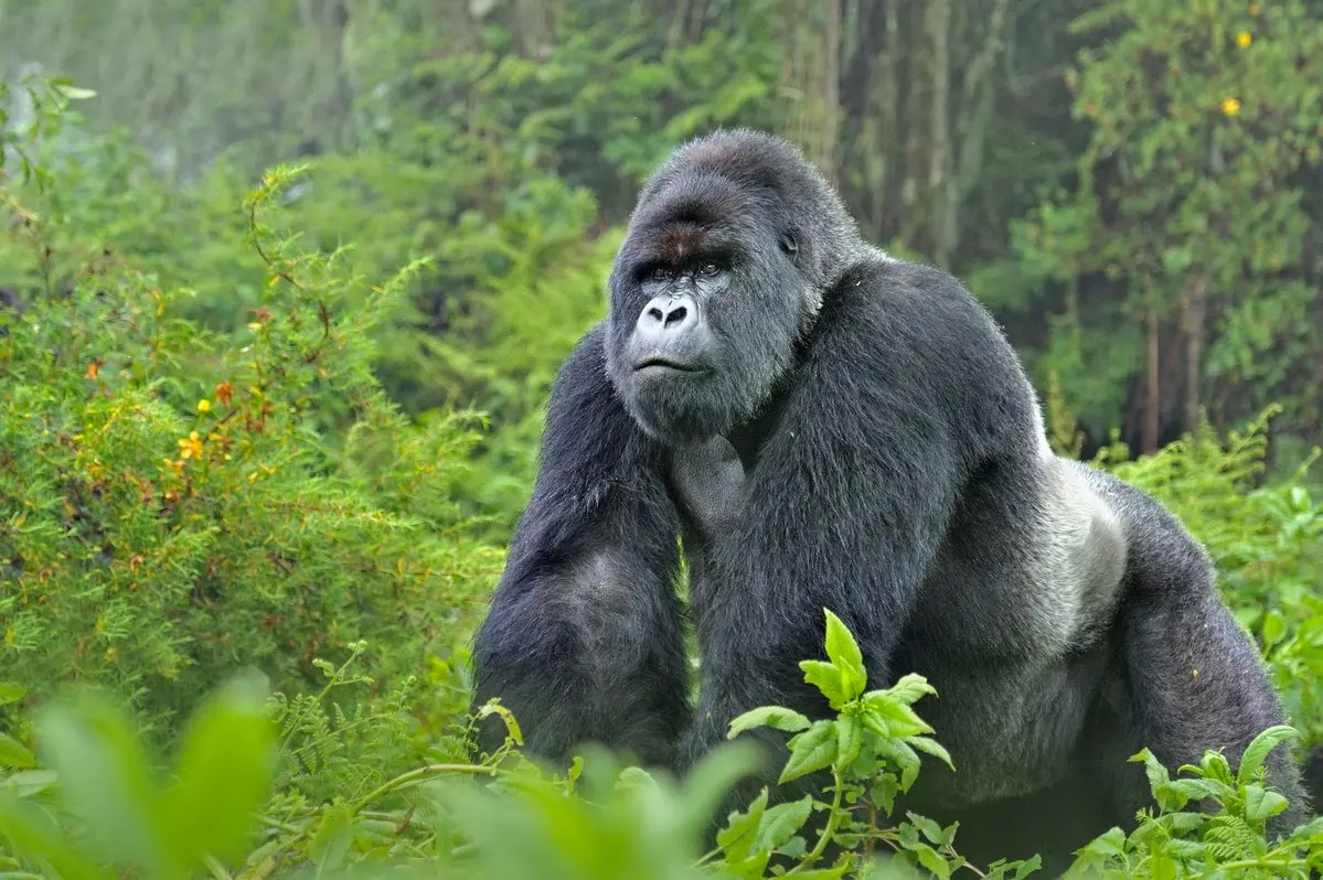 Cross River Gorilla Nigeria Cameroon Border Wildlife