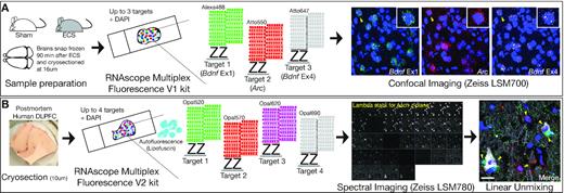 Chapter 3 Image Segmentation Visium Data Preprocessing - Retina Colorful Patterns for Desktop
