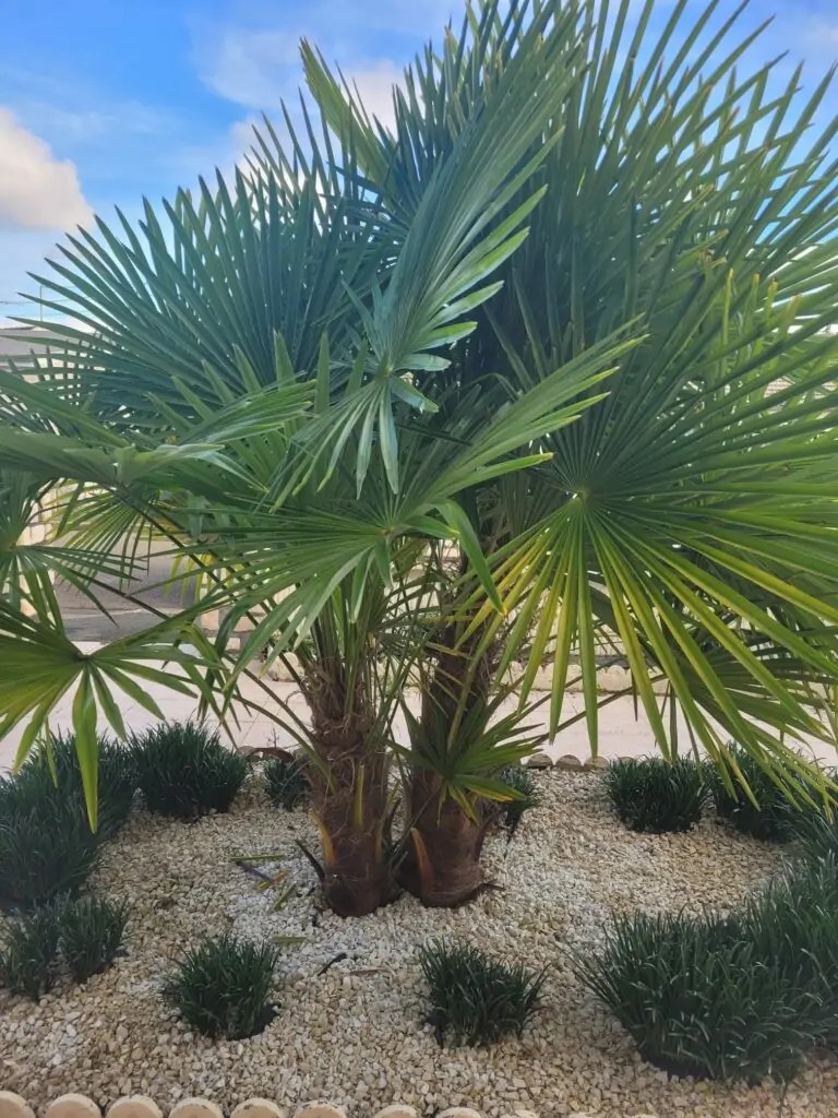 Photo de palmier du nom de Trachycarpus fortunei