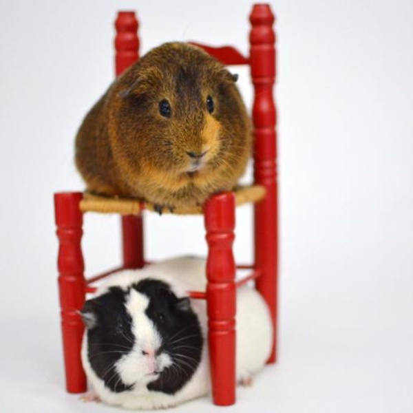 Oakland animal services