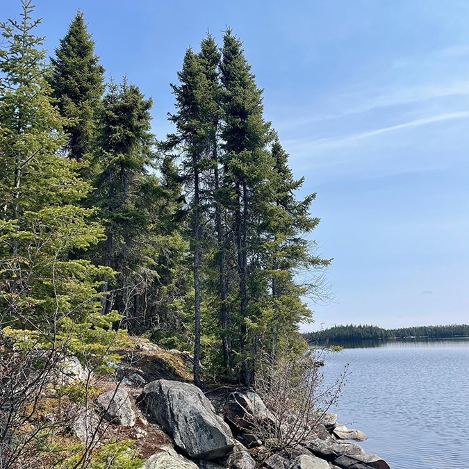 Otter Small Shore May 2023
