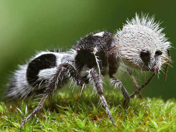 panda ant