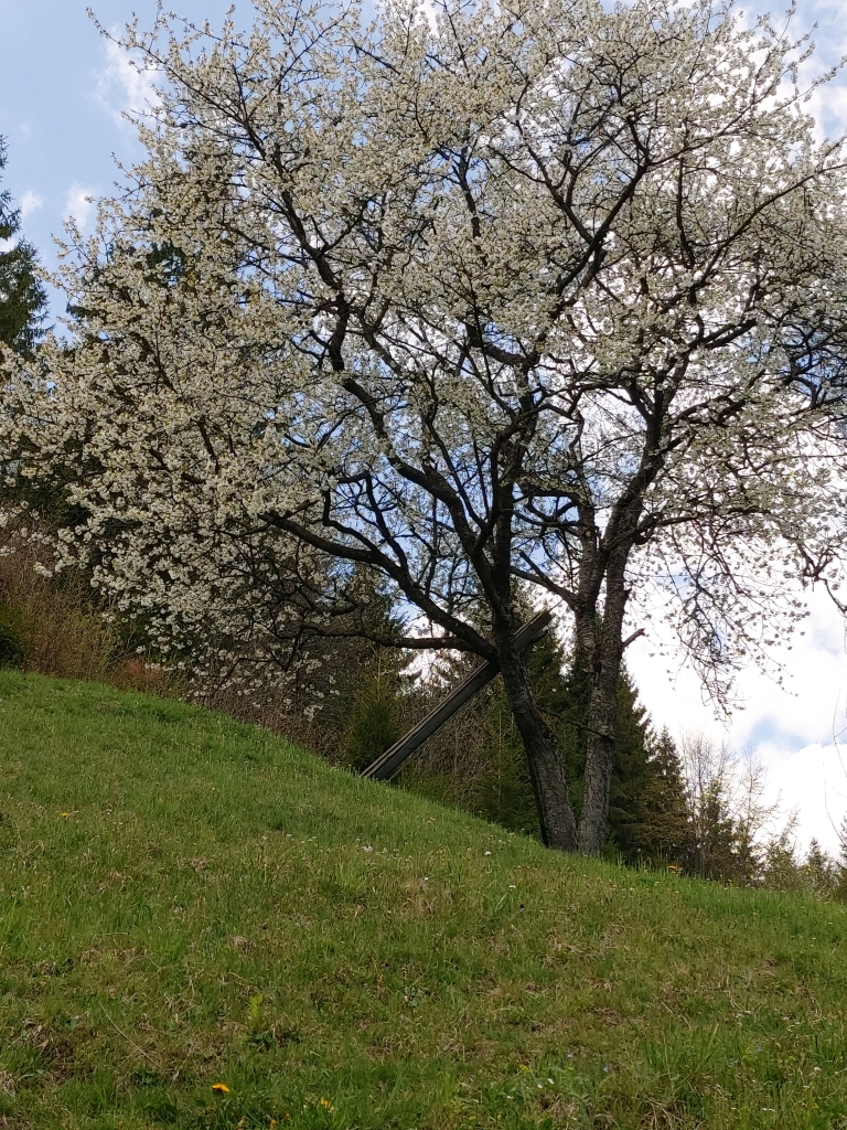 Foto: Teodora Nicorici