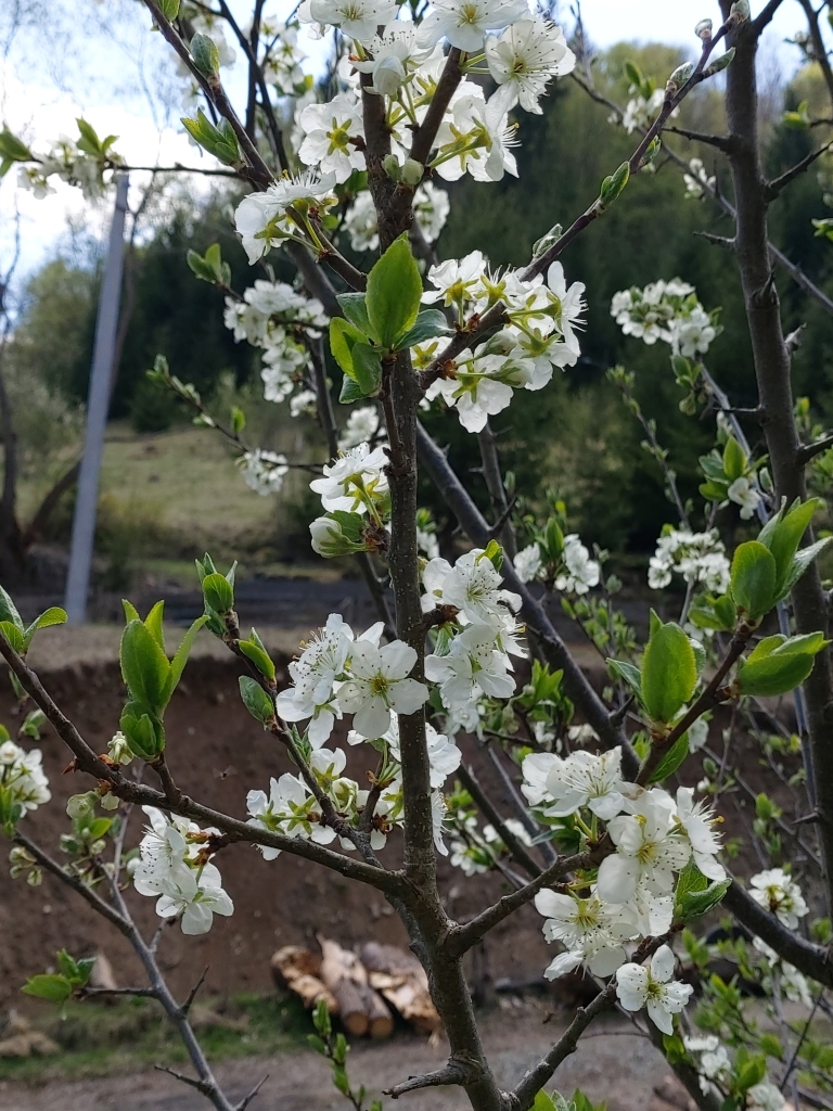 Foto: Teodora Nicorici