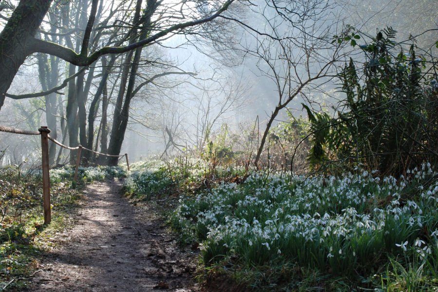 Snowdrop wood, Exmoor