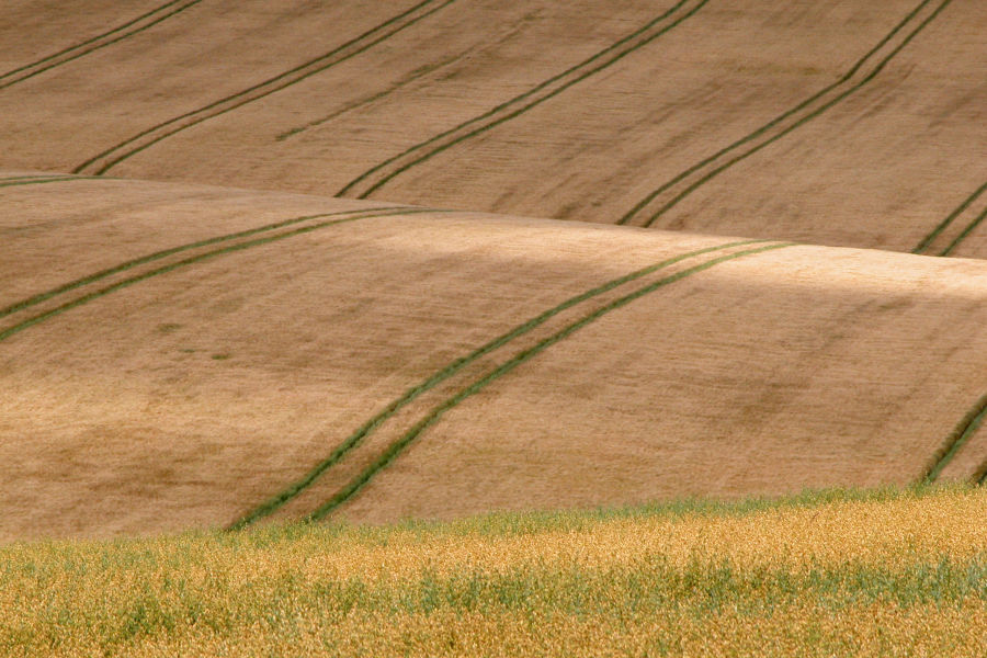 Oat fields, Wiltshire