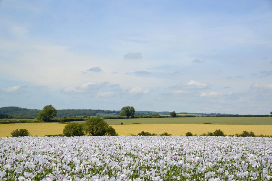 Opium poppy field, Dorset