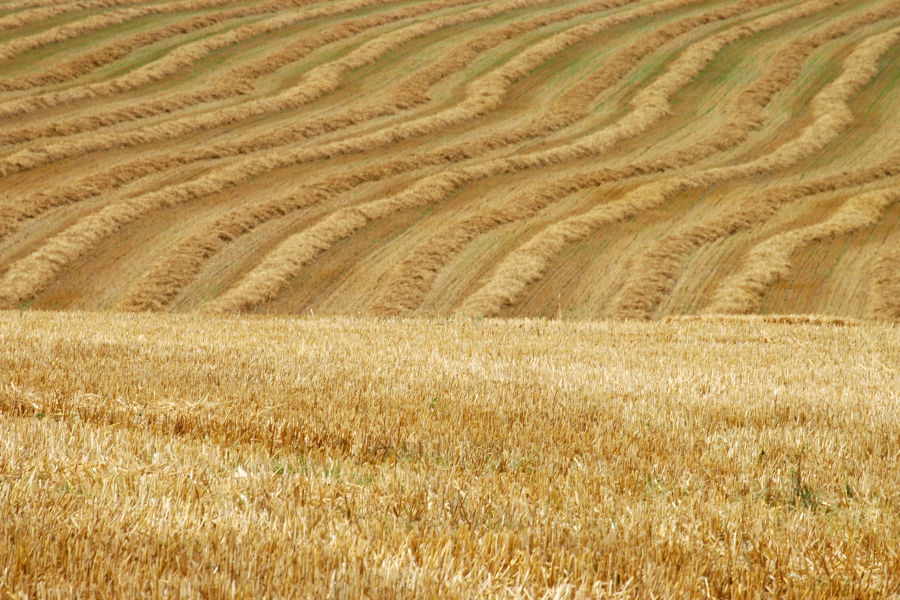 Straw windrows, East Devon