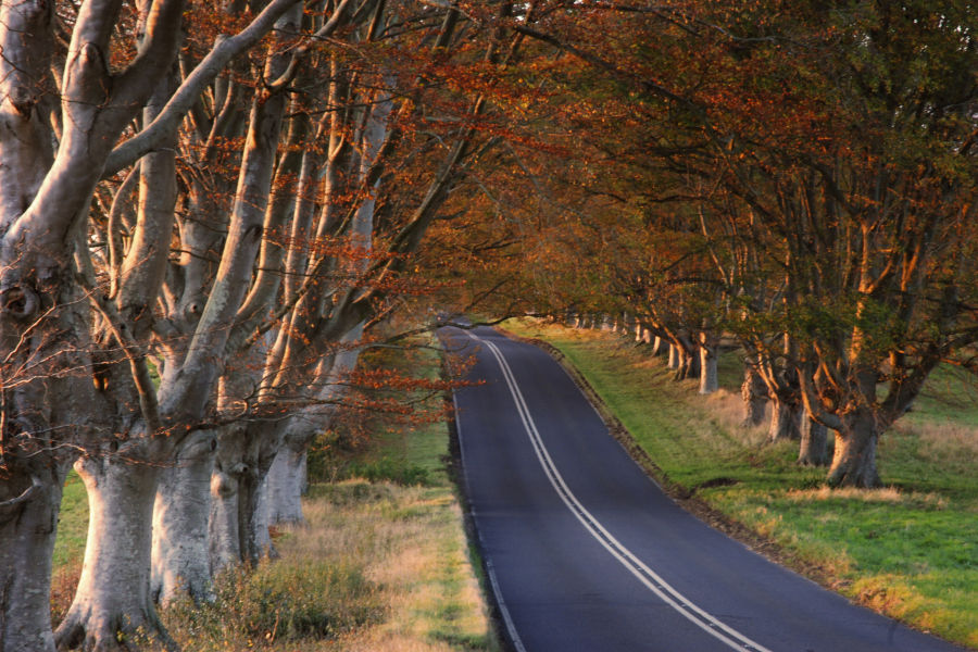 Beech Avenue, Dorset