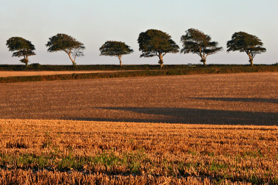 Beech row, East Devon