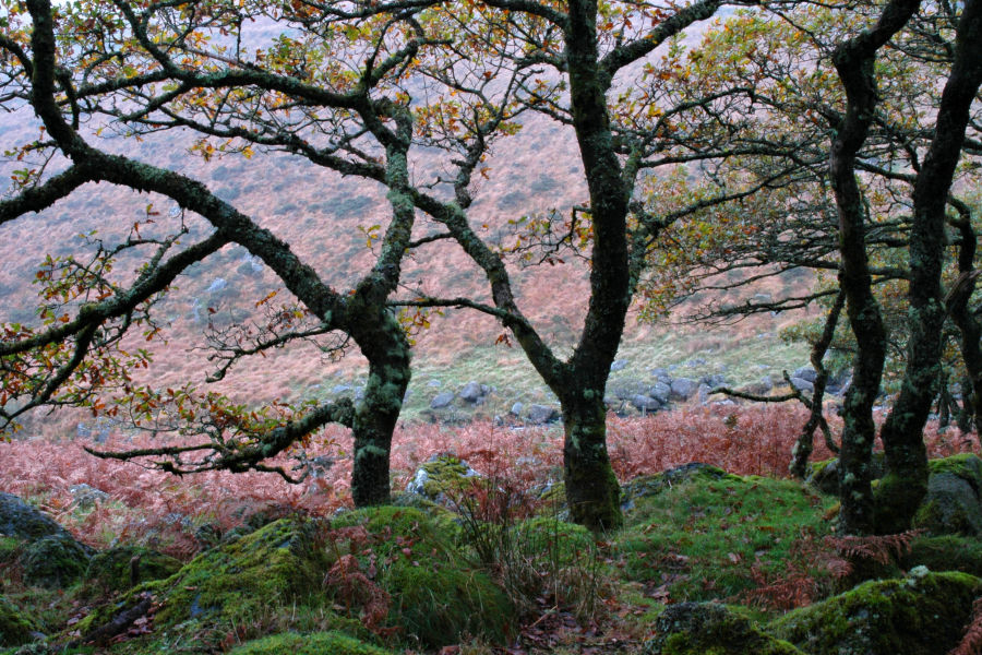 Oakwood, Dartmoor