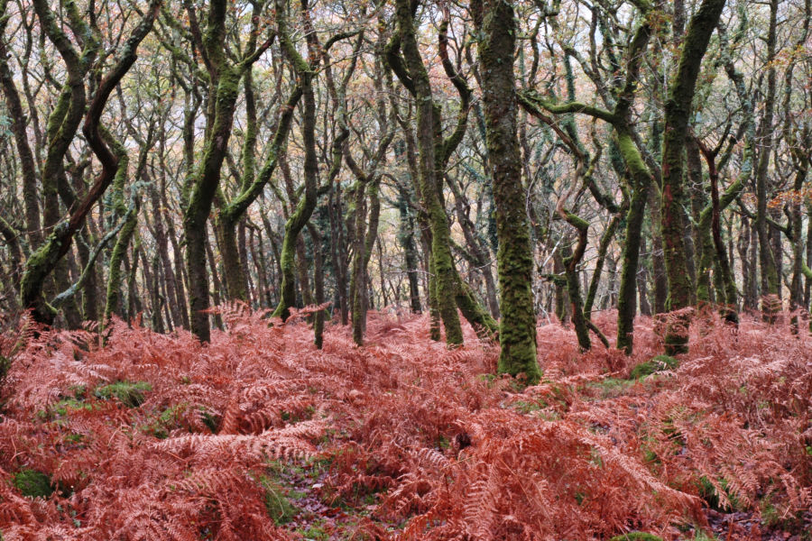 Oakwood, Dartmoor