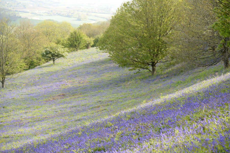 Bluebell lawn, Eype, West Dorset