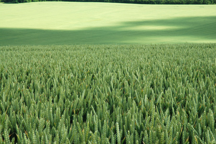 Wheatfield, Wiltshire