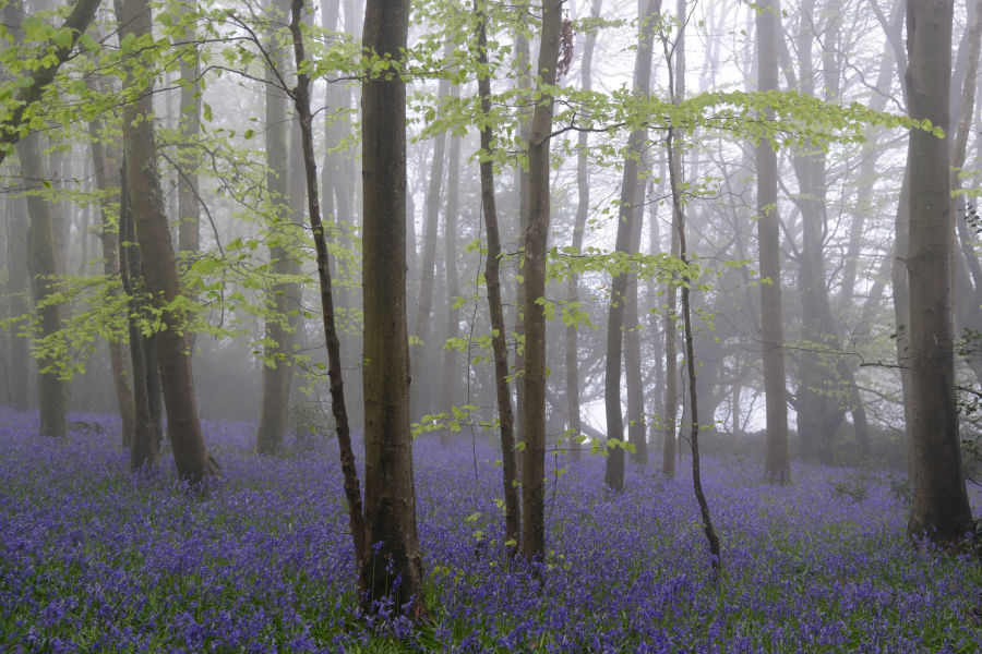 Bluebell woods, East Devon