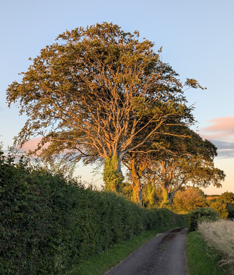 row of trees