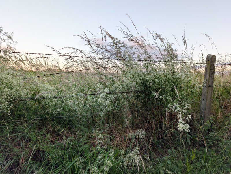 white bedstraw