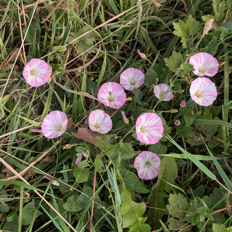 bindweed flowers