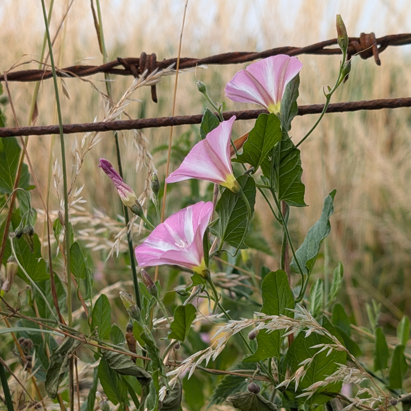 bindweed II