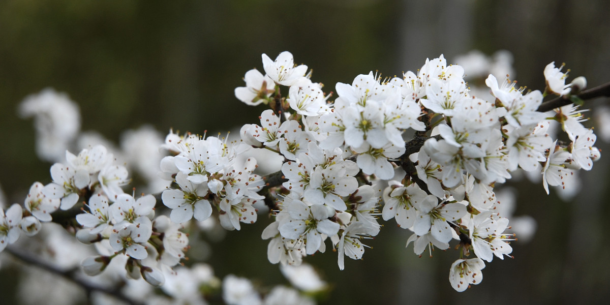 blackthorn branch in March