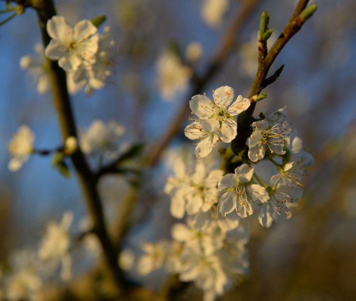 blackthorn coloured by sunset