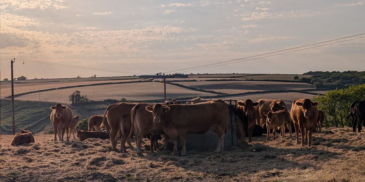 cattle eating silage