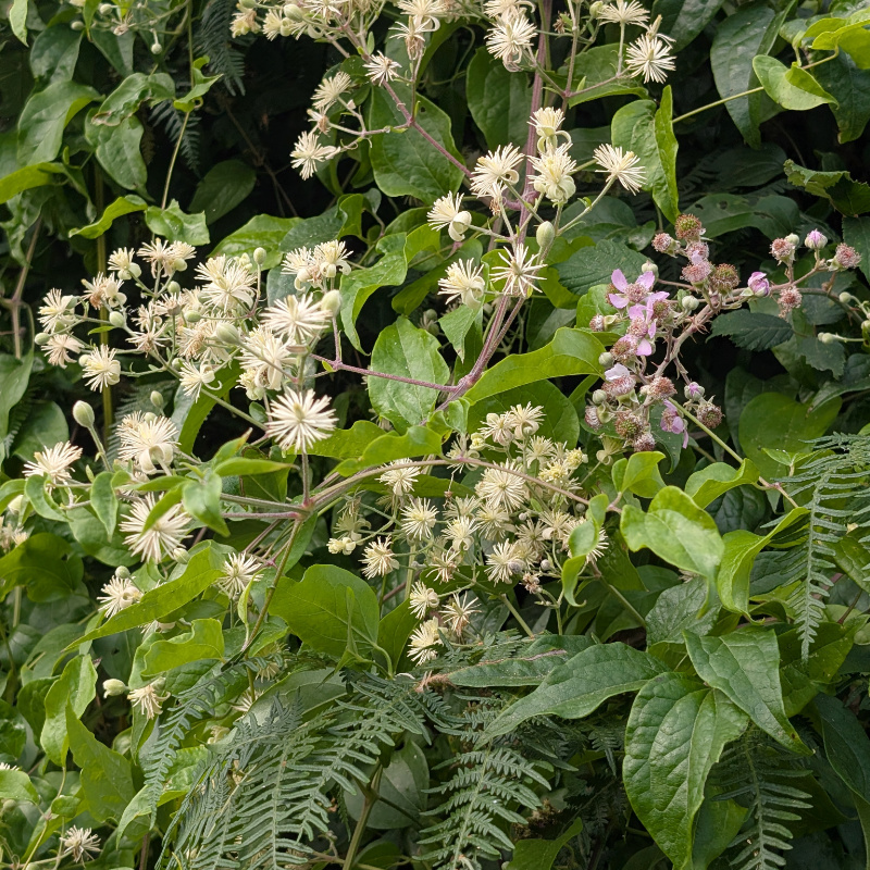 clematis and bramble