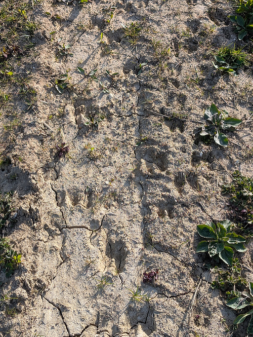 deer hoofprints