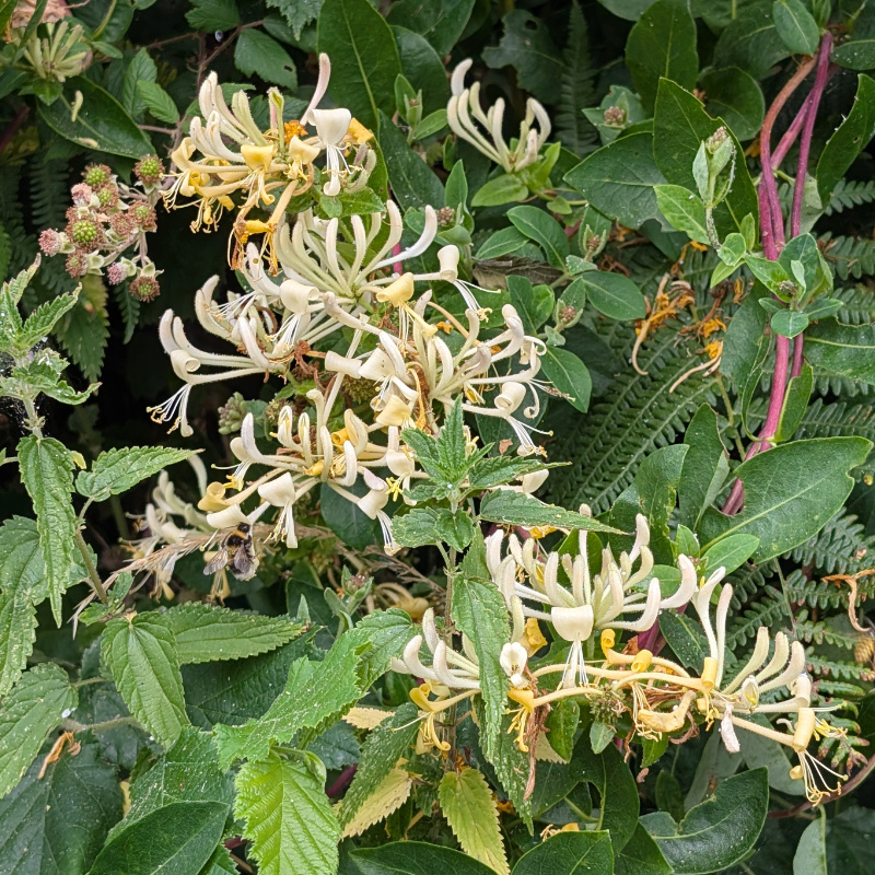 honeysuckle