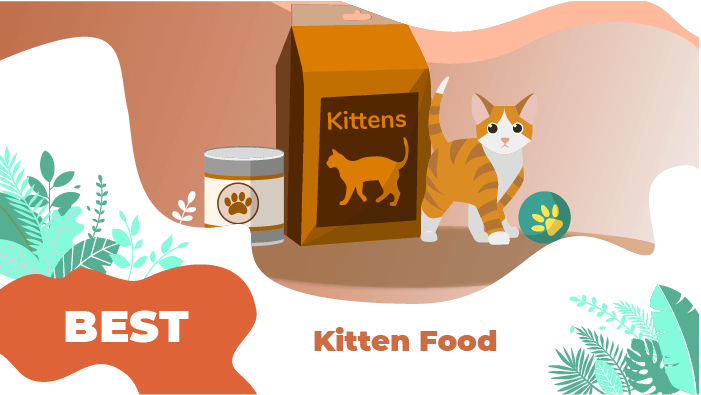 The 7 best kitten food