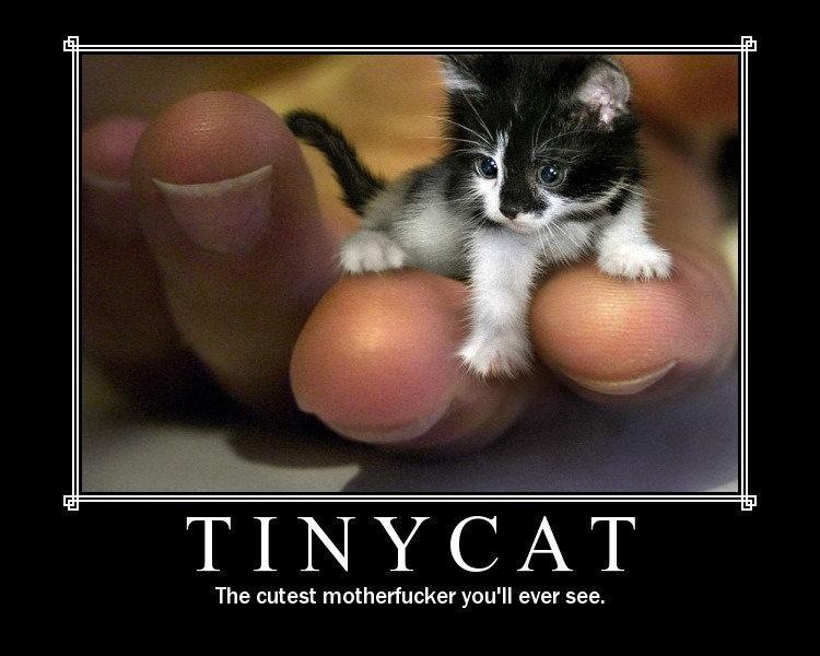 Tiny Cat - It Doesn't Get Cuter Than This