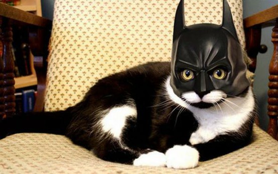 Look! On the chair! It's Batman cat.