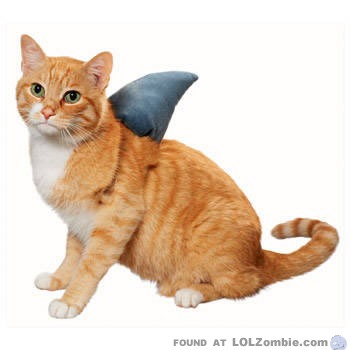 Oh no! Shaarrrrk Cat!