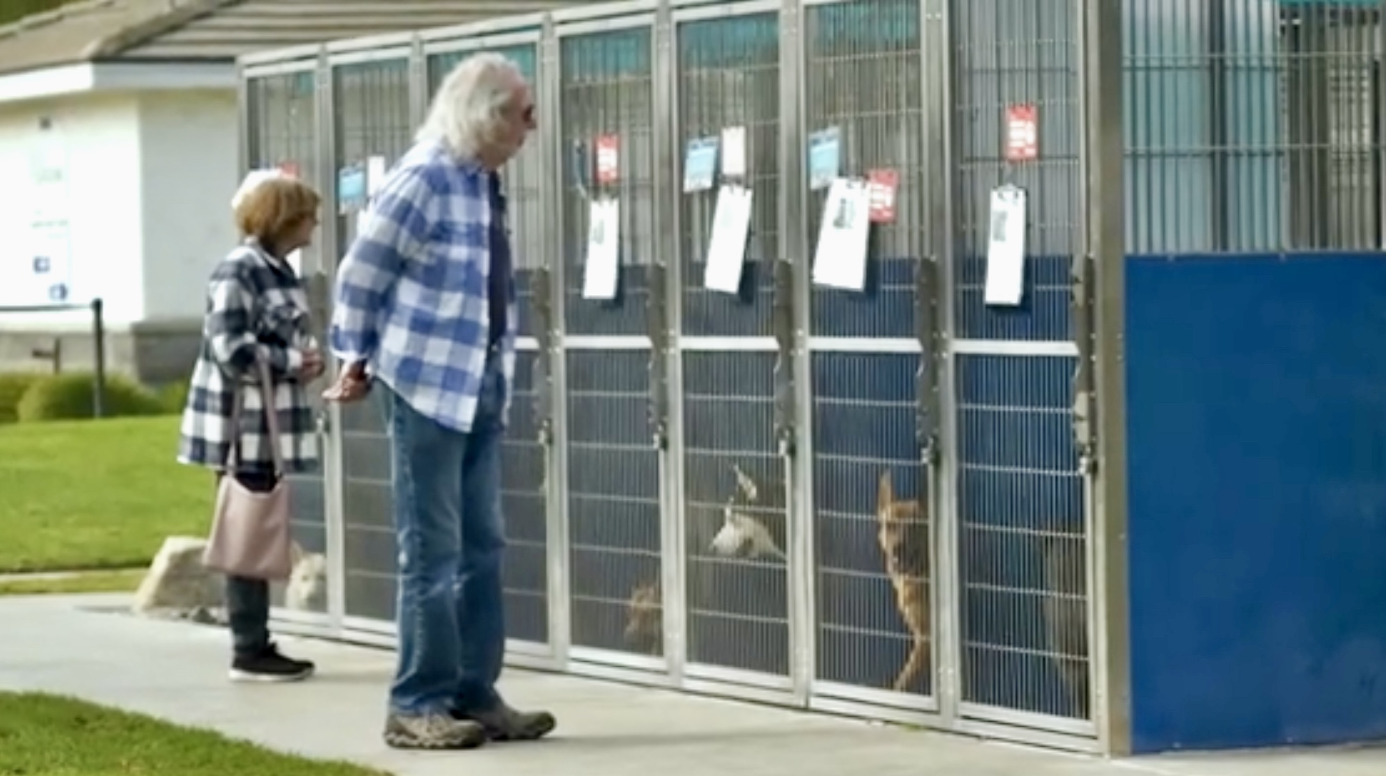 Long Beach Ends 26-Year Partnership with spcaLA, Aiming for Improved Animal Care Services
