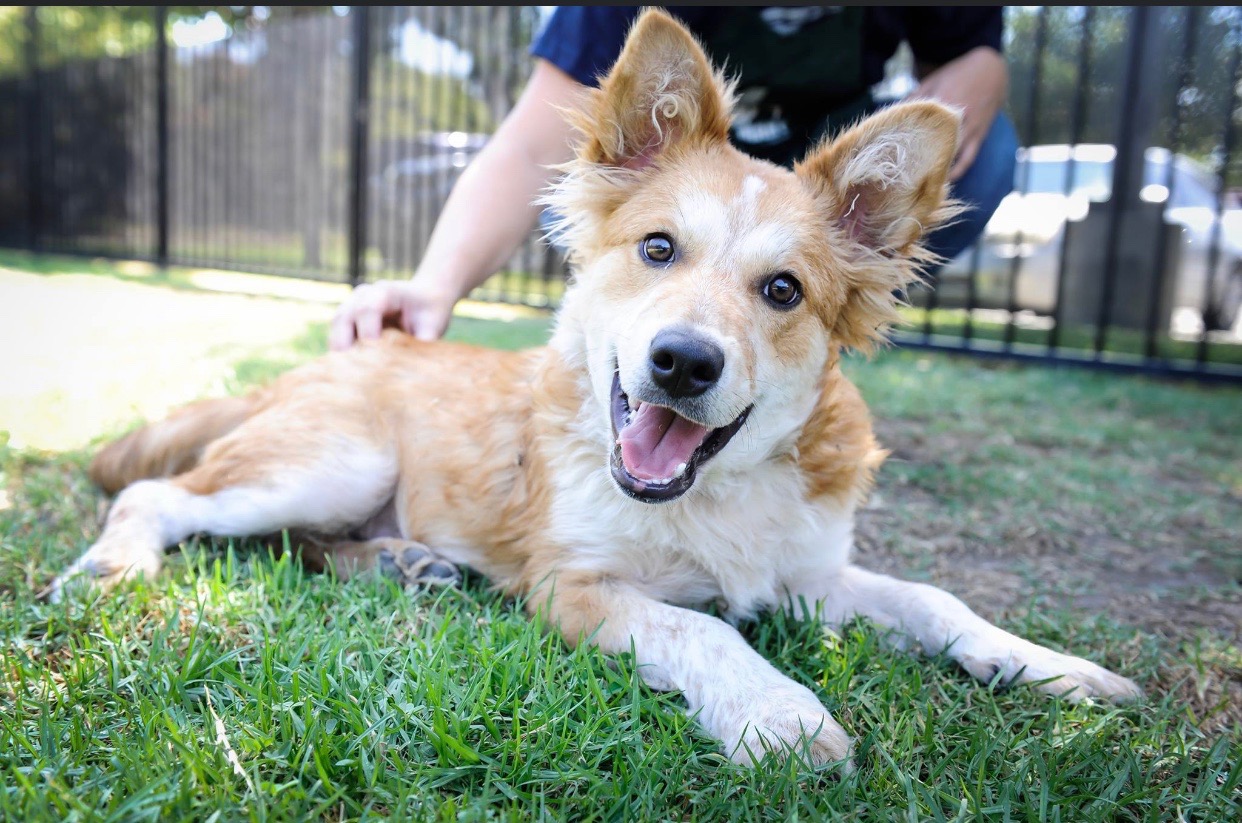 Long Beach to Host First Annual Home for the Pawlidays Pet Adoption Fair