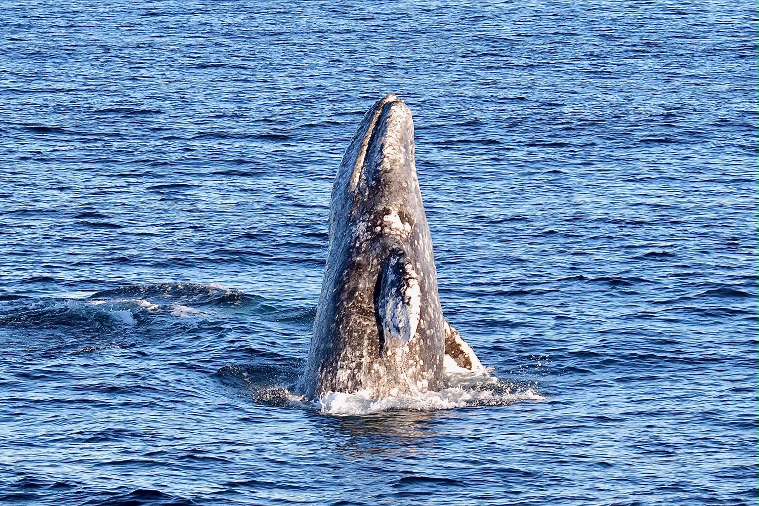 Newly Born Whale off Long Beach Coast